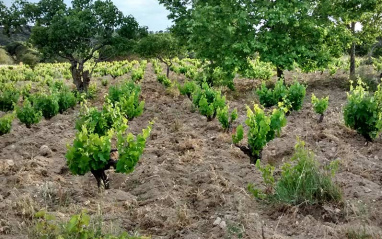 Primavera en el viñedo