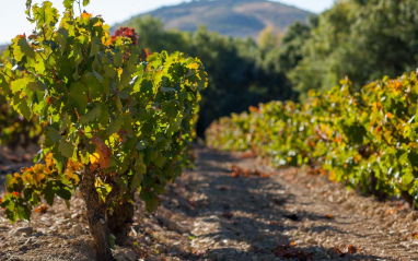 Viñedo de Viña Salceda