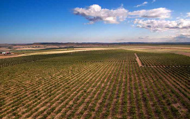 Panorámica de viñedo