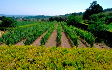 Vista de los viñedos de Casa Anadia