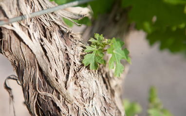 Foliación en el viñedo