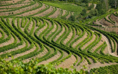 Las terrazas de Ribeira do Douro