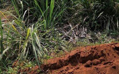 Detalle de la plantación