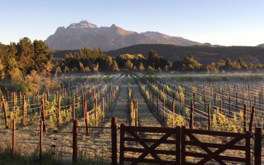 Viñas en el abrupto paisaje patagónico