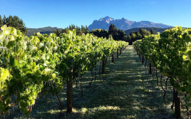 Primavera en los viñedos de Casa Yagüe