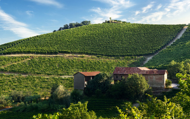 Panorámica de uno de los viñedos