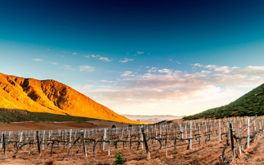 Viñedos de Casta de Vinos