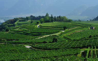 Viñedo trentino