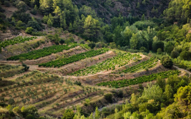 Viñas dispuestas en terrazas