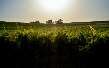 El sol ilumina el viñedo