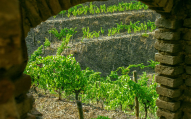 Desde la bodega