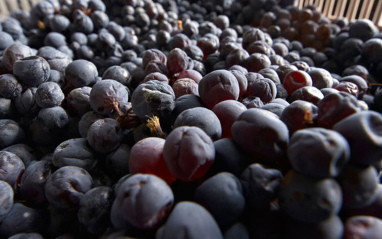 Uvas con las que se elabora el vino Amarone