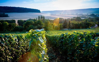 Vista del viñedo de Champagne R. Faivre