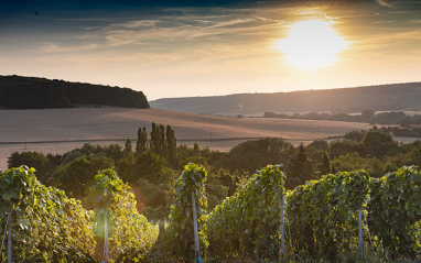 Puesta de sol en el viñedo