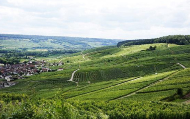 La bodega posee 25 hectáreas de viñas