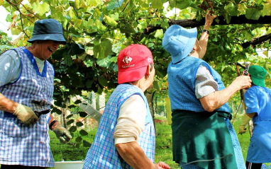 Vendimia en las Rías Baixas