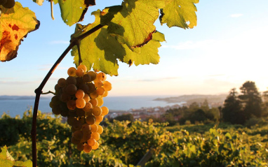 Racimo de uva de Albariño