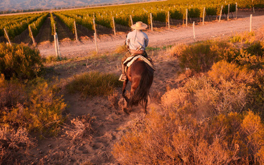 Vigilando el viñedo a caballo