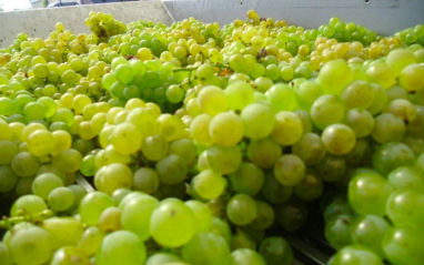 Racimos de uvas blancas