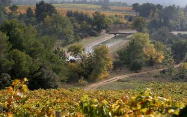 Rincón de viñedos en Aix-en-Provence