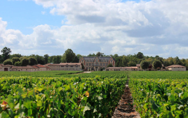 Viñedos