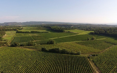 Vista aérea del viñedo