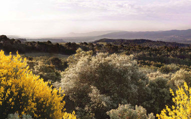 Vistas del viñedo