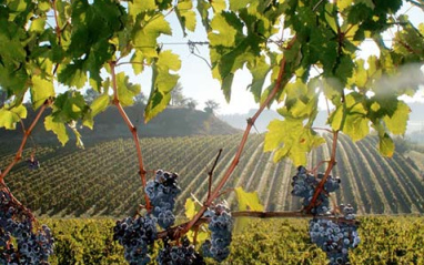 Viñedo