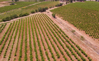 Vista aérea del viñedo