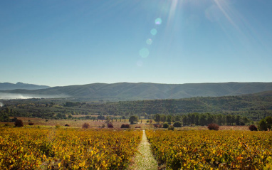 Panorámica del viñedo