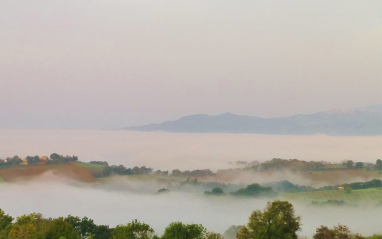 Nieblas en el viñedo