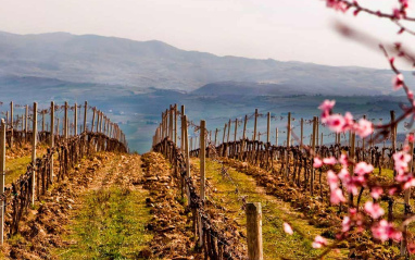 Viña en primavera