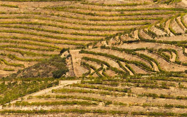 Paisaje de viñedos