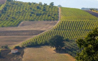 Viñedos de Colli di Castelfranci