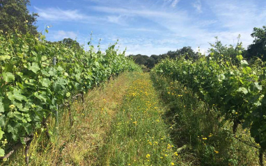 Entorno de la bodega