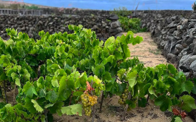 Viñedos en Porto Santo