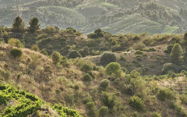 Costers típicos del Priorat