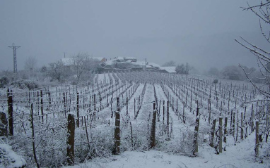 Viñedos nevados