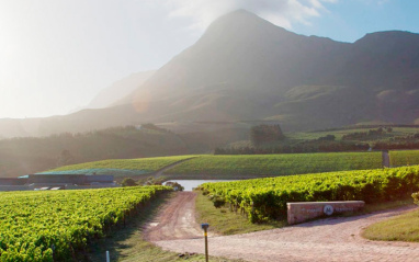 Viñedos de la bodega en Walker Bay