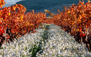 Viñas en otoño