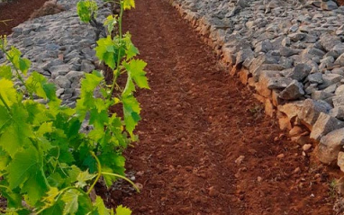 Detalle del sistema de plantación