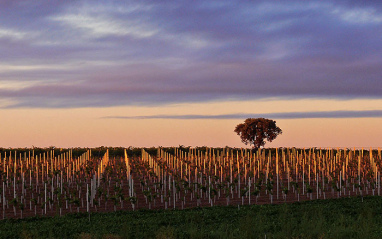 Panorámica de viñedo