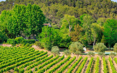 Viñedos pertenecientes al Château Des Sarrins.