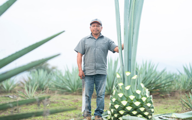 El agave espadín como protagonista