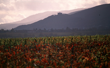 Atardecer en el viñedo