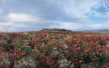 Paisaje de Rioja Alavesa