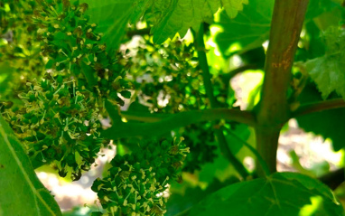 Uvas brotando