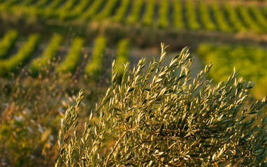 Viñedos