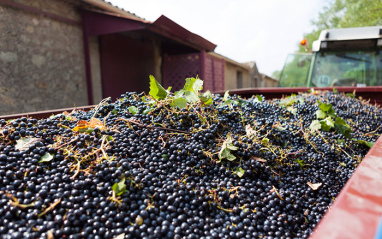 Viñedos