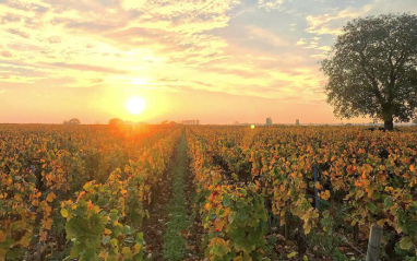 El atardecer en el viñedo